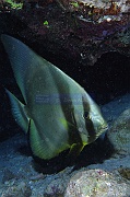 Platax orbicularis-Safaga Tobia Soraya-11m-20171122-Denis-ADER-DSC_3465_tn